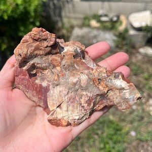 Petrified wood